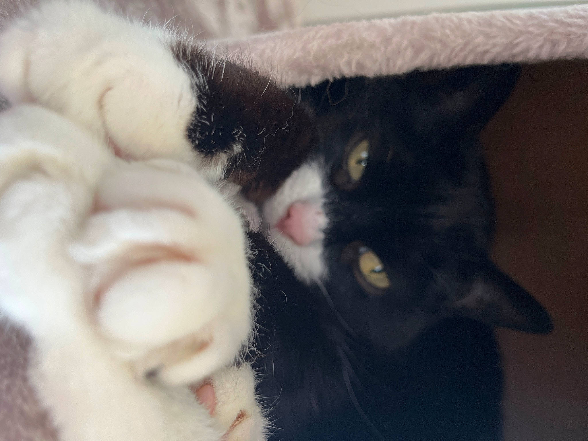 Miu Miu participe au concours pour gagner de l'argent avec cette photo : black_cat, carnivore, cat, claw, comfort, domestic_short_haired_cat, felidae, fur, paw, small_to_medium_sized_cats, snout, tail, terrestrial_animal, whiskers