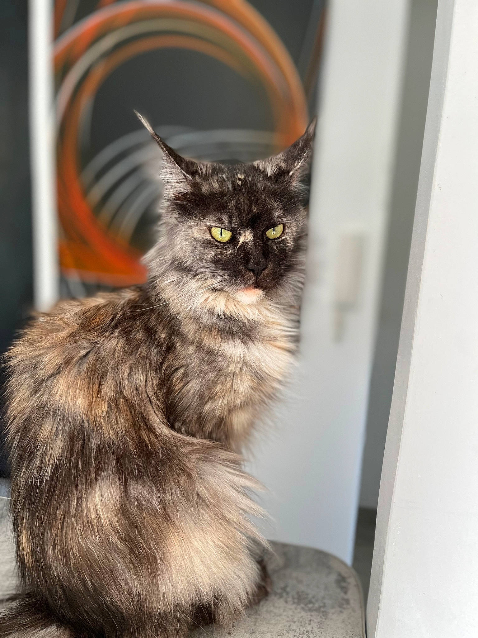 Raven a rejoint le concours — aidez-le/la à gagner de superbes lots ! black_cat, carnivore, cat, claw, domestic_short_haired_cat, eye, felidae, fur, paw, plant, sitting, small_to_medium_sized_cats, snout, tail, terrestrial_animal, whiskers, window