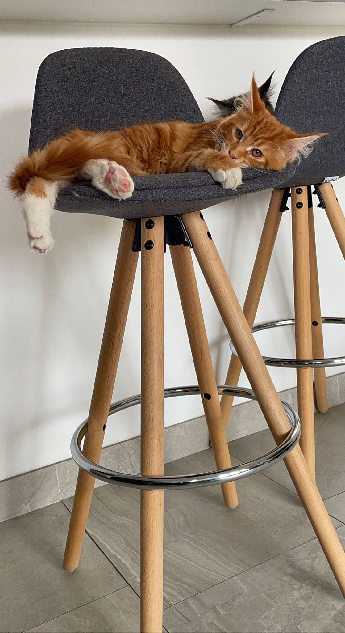 Sparrow a rejoint le concours — aidez-le/la à gagner de superbes lots ! art, bar_stool, carnivore, cat, cat_supply, chair, comfort, fawn, felidae, fur, hat, ladder, mammal, metal, pet_supply, small_to_medium_sized_cats, tail, vertebrate, whiskers, wood