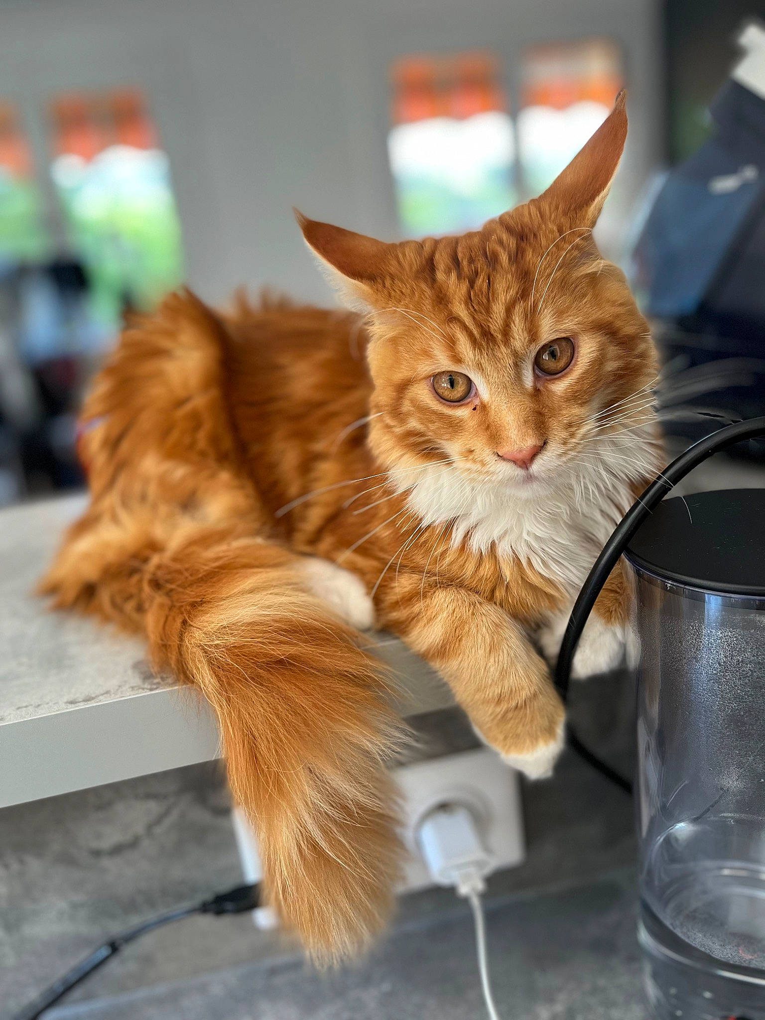 Sparrow participe au concours pour gagner de l'argent avec cette photo : carnivore, cat, cat_supply, claw, domestic_short_haired_cat, drinkware, fawn, felidae, fur, jug, paw, pitcher, serveware, small_to_medium_sized_cats, snout, tableware, tail, terrestrial_animal, whiskers, window