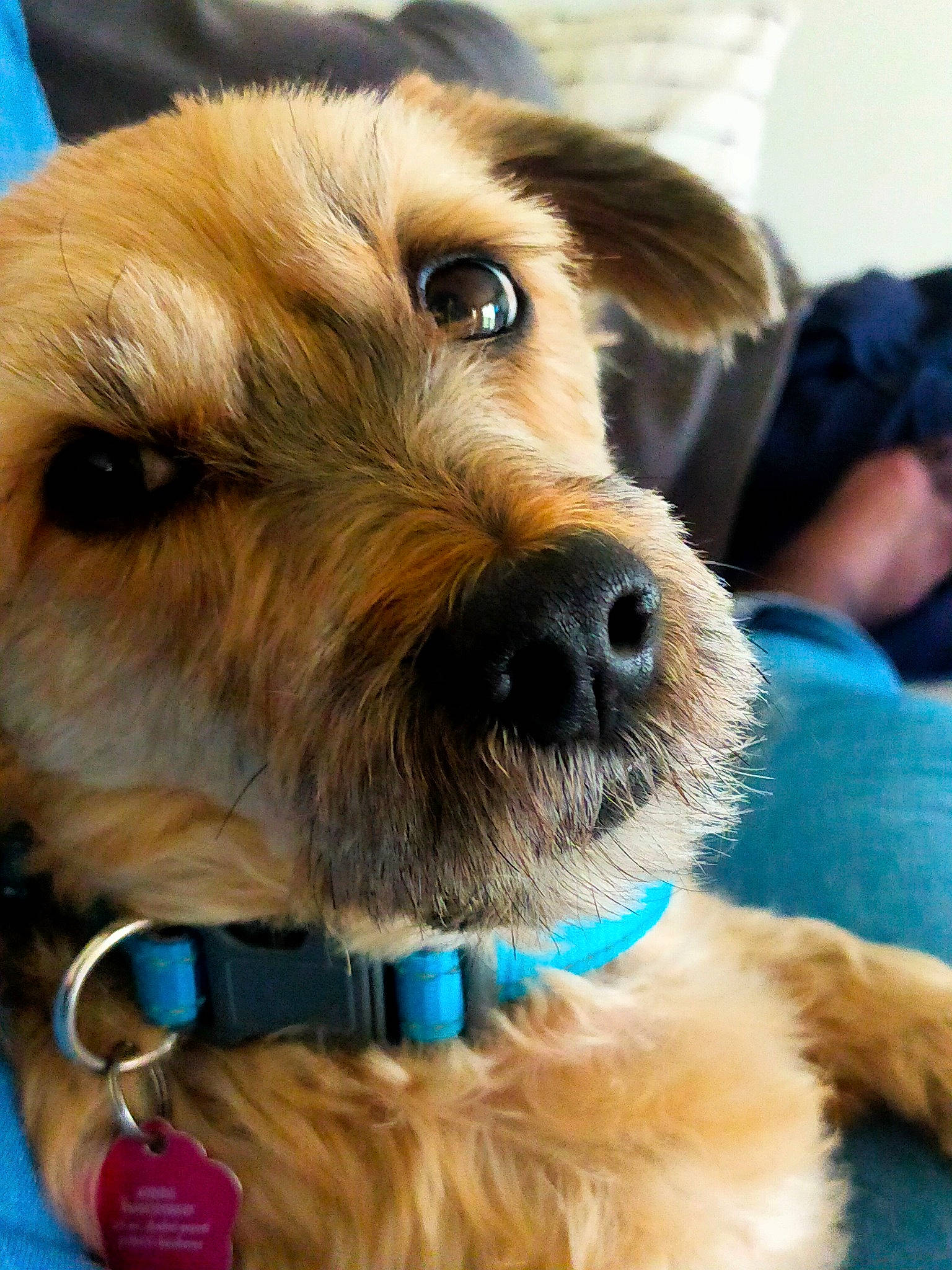 Gibbs participe au concours pour gagner de l'argent avec cette photo : airedale_terrier, canidae, carnivore, collar, companion_dog, dog, dog_breed, dog_collar, dog_supply, electric_blue, fashion_accessory, fawn, fur, leash, pet_supply, sporting_group, terrier, toy_dog, welsh_terrier, working_animal