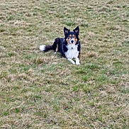 Loulou participe au concours pour gagner de l'argent avec cette photo : alert, animal, calm, canine, daylight, dog, ears, field, fur, grass, greenery, laying_down, mammal, nature, outdoor, park, pet, tail, trees, watchful