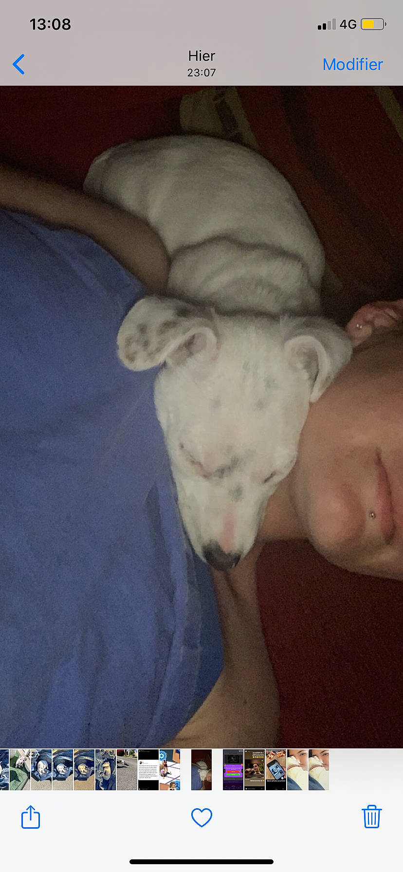 Kiki participe au concours pour gagner de l'argent avec cette photo : american_bulldog, american_pit_bull_terrier, bull_terrier, canidae, carnivore, dog, dog_breed, dogo_argentino, dogo_guatemalteco, fawn, gull_terr, mammal, non_sporting_group, pit_bull, puppy