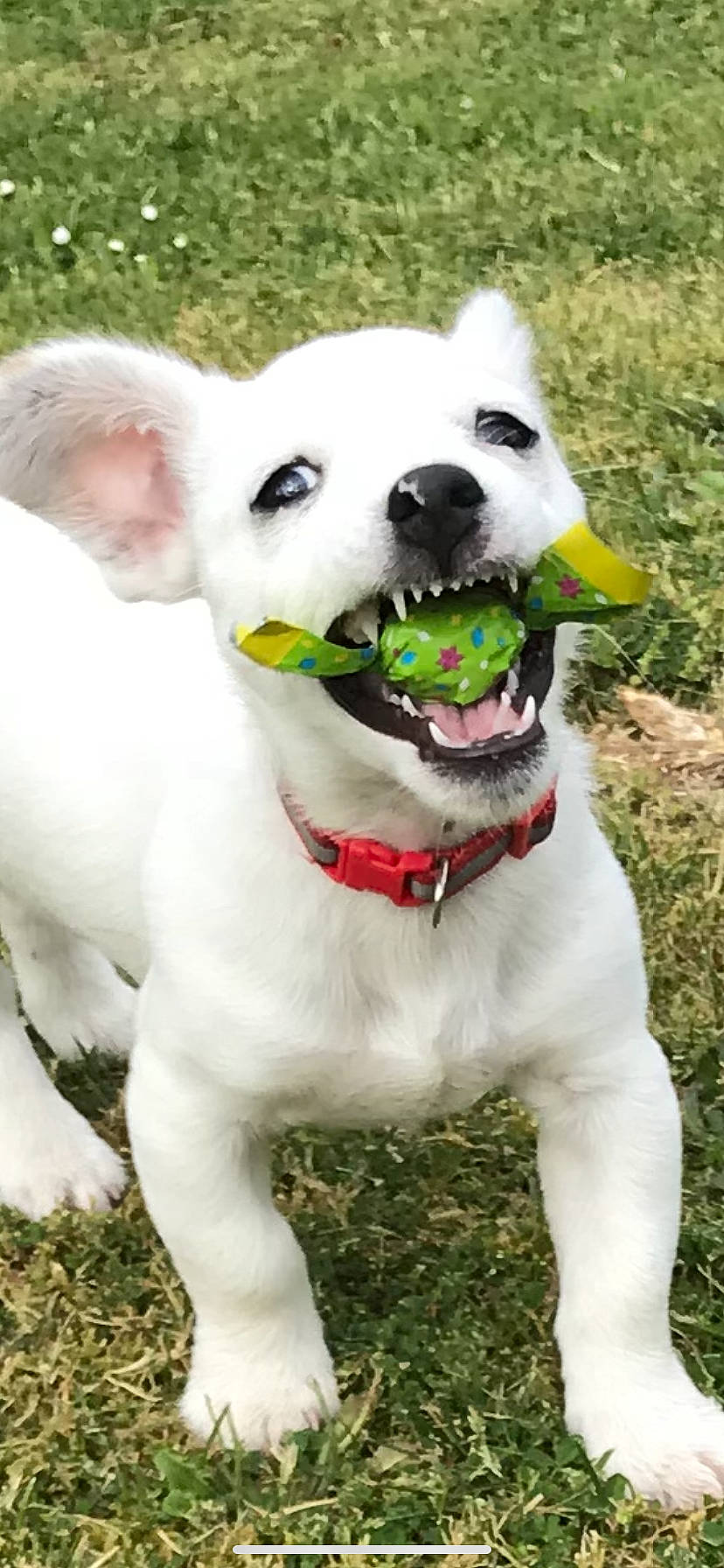 Kiki a rejoint le concours — aidez-le/la à gagner de superbes lots ! ancient_dog_breeds, canidae, carnivore, companion_dog, dog, dog_breed, dog_collar, fawn, french_bulldog, mammal, non_sporting_group, pit_bull, puppy, rare_breed_dog, snout, sporting_group, tail, vertebrate