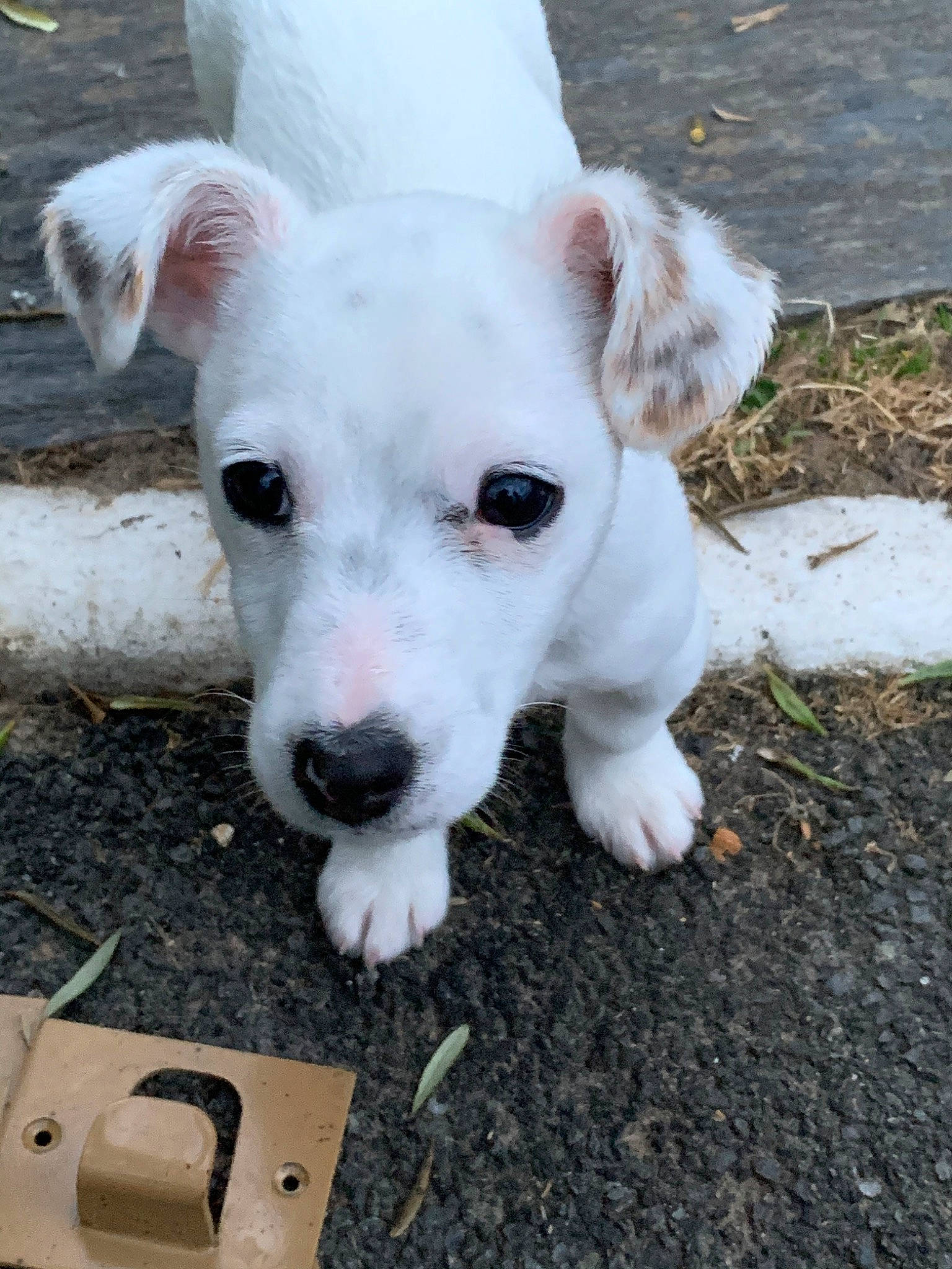 Kiki participe au concours pour gagner de l'argent avec cette photo : canidae, carnivore, companion_dog, dog, dog_breed, dogo_guatemalteco, mammal, non_sporting_group, nose, pit_bull, puppy, rare_breed_dog, snout, street_dog