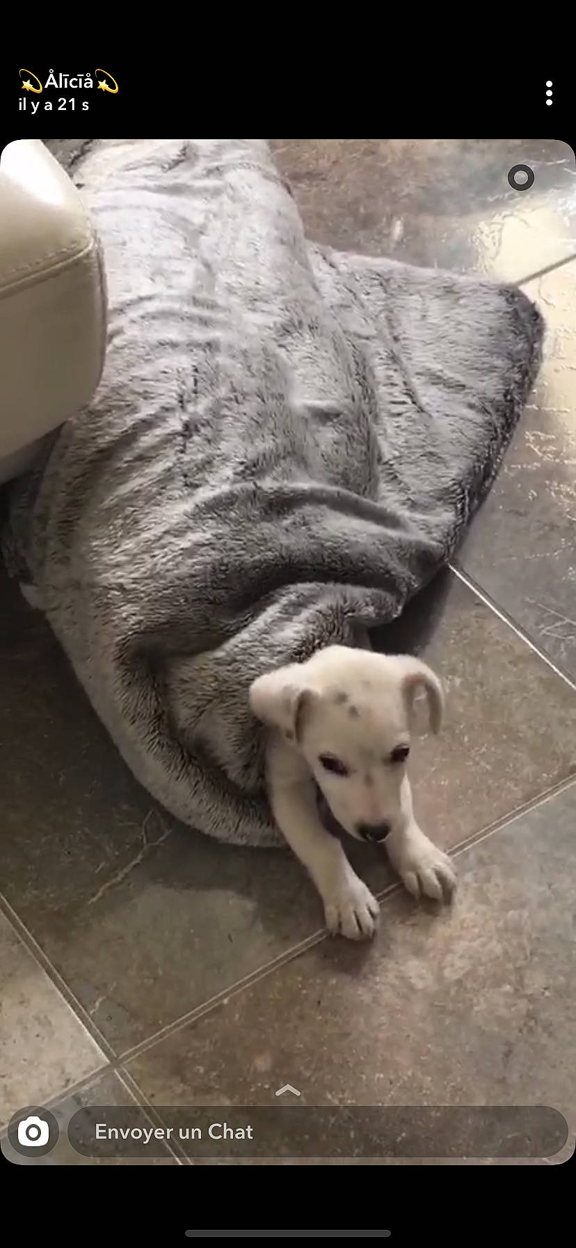 Kiki participe au concours pour gagner de l'argent avec cette photo : american_pit_bull_terrier, canidae, carnivore, companion_dog, dog, dog_breed, dogo_argentino, fawn, labrador_retriever, mammal, non_sporting_group, pit_bull, puppy, rajapalayam, sporting_group, street_dog, tail, vertebrate