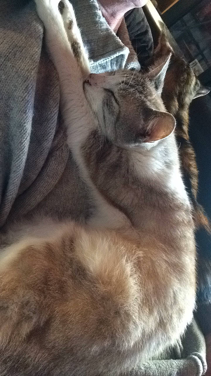 Pépite a rejoint le concours — aidez-le/la à gagner de superbes lots ! carnivore, cat, ear, fawn, felidae, fur, kitten, small_to_medium_sized_cats, snout, whiskers, wildlife