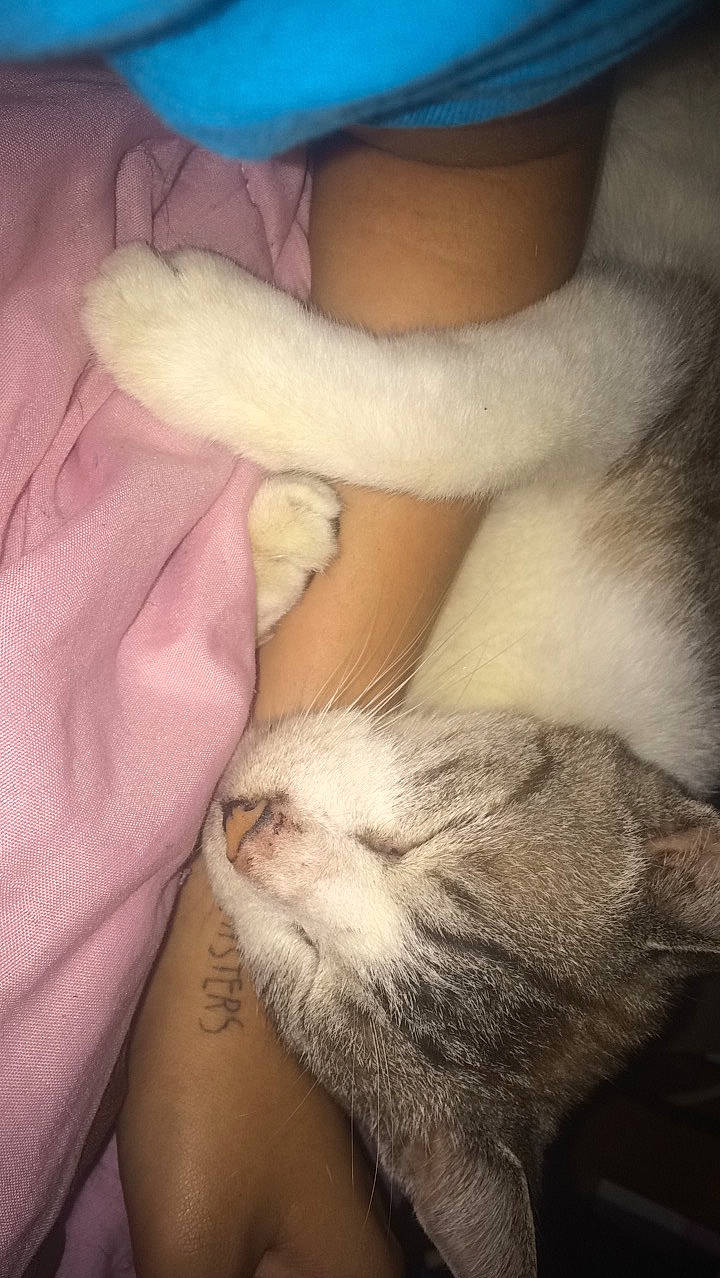 Pépite a rejoint le concours — aidez-le/la à gagner de superbes lots ! carnivore, cat, claw, fawn, felidae, kitten, nose, paw, polydactyl_cat, small_to_medium_sized_cats, whiskers