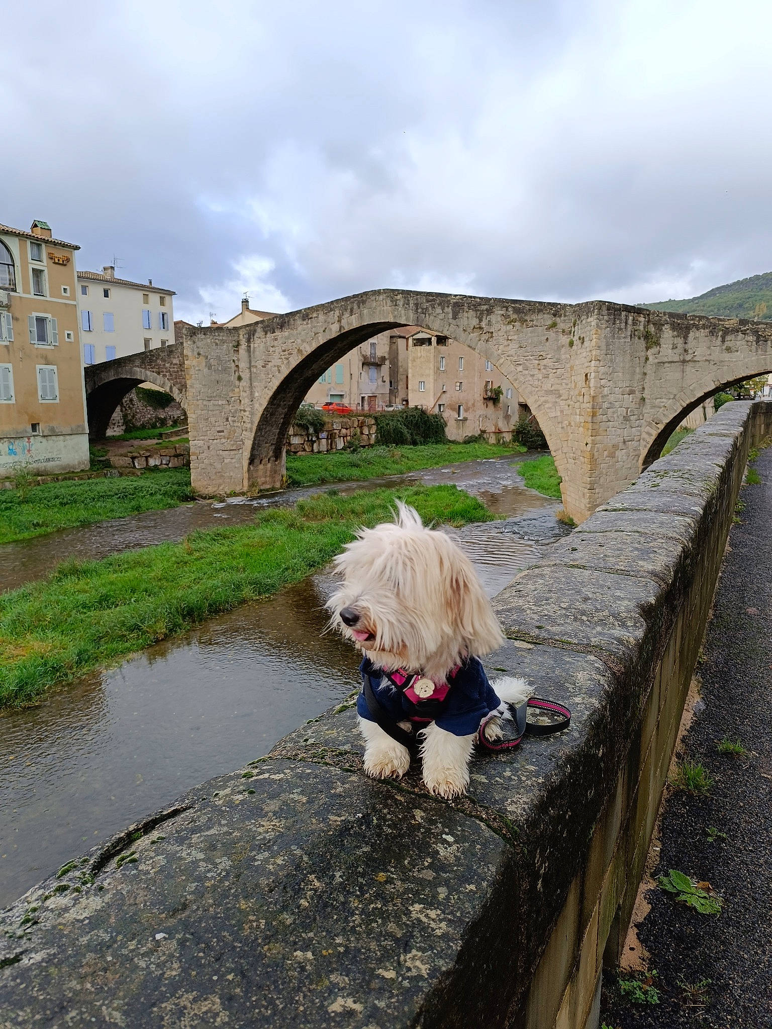 Tina participe au concours pour gagner de l'argent avec cette photo : aqueduct, arch, arch_bridge, asphalt, bank, bridge, canal, cloud, cobblestone, companion_dog, dog, dog_breed, grass, landscape, plant, road, road_surface, sky, toy, water