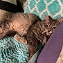 Jillian is registered to the contest to win money with this photo: animal, blanket, cat, couch, cozy, cute, domestic_cat, fluffy, fur, gray_cat, indoor, pattern, paw, pet, purple, relaxed, resting, sleepy, soft, turquoise