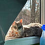 Jillian is registered to the contest to win money with this photo: animal, blue, cat, curtain, domestic_cat, feline, fluffy, gray_cat, green_eyes, household, indoor, morning_light, pet, quiet, relaxed, resting, spray_bottle, sunlight, window, windowsill