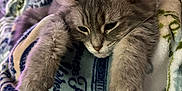 Jillian joined the competition — help win amazing prizes! animal, blanket, cat, couch, cozy, cute, ears, fluffy, fur, furniture, gray_cat, indoor, patterned_blanket, paw, pet, relaxed, resting, sleepy, sunflower_pillow, whiskers