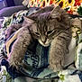 animal, blanket, cat, couch, cozy, cute, ears, fluffy, fur, furniture, gray_cat, indoor, patterned_blanket, paw, pet, relaxed, resting, sleepy, sunflower_pillow, whiskers