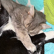 Jillian joined the competition — help win amazing prizes! animal, black_and_white_cat, blanket, cat, close_up, companion, cozy, cute, domestic_animal, friendship, fur, gray_cat, indoor, paw, pet, relaxation, resting, sleeping, snuggling, soft_texture