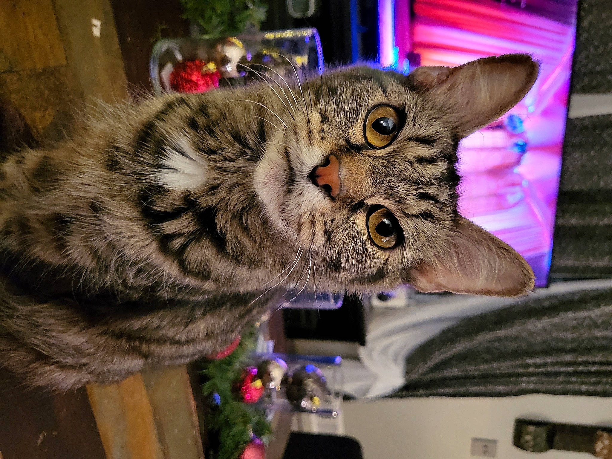 Tigger is registered to the contest to win money with this photo: carnivore, cat, claw, domestic_short_haired_cat, felidae, fur, paw, small_to_medium_sized_cats, snout, tail, terrestrial_animal, whiskers, wildlife