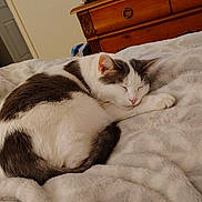 Patches joined the competition — help win amazing prizes! animal, bedroom, blanket, cat, cozy, domestic_cat, fur, furniture, gray_spots, home, indoor, nap, paw, peaceful, pet, resting, sleeping, soft_texture, white_cat, wooden_dresser