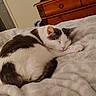 animal, bedroom, blanket, cat, cozy, domestic_cat, fur, furniture, gray_spots, home, indoor, nap, paw, peaceful, pet, resting, sleeping, soft_texture, white_cat, wooden_dresser