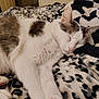 bed, bedroom, blanket, cat, close_up, cozy, domestic_cat, fur, gray_patch, indoor, nap, pattern, paw, pet, relaxed, sleeping_cat, soft_texture, stretch, whiskers, white_cat