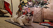 Patches is registered to the contest to win money with this photo: bokeh, carpet, cat, christmas_tree, collar, cozy, decorations, fairy_lights, festive_scene, holiday, indoor, mat, ornament, ornament_ball, pet, planter, plush_toy, relaxed_pose, string_cable, wooden_drawer