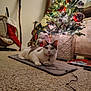 Patches is registered to the contest to win money with this photo: cat, christmas_tree, ornament, fairy_lights, carpet, mat, cozy, indoor, holiday, pet, collar, bokeh, decorations, ornament_ball, plush_toy, wooden_drawer, string_cable, planter, relaxed_pose, festive_scene
