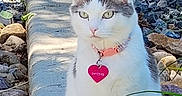 Patches joined the competition — help win amazing prizes! alert, animal, cat, closeup, collar, concrete, curious, ears, feline, greenery, heart_shaped_tag, nature, outdoor, pet, rock, shadow, sitting, sunlight, tail, whiskers