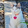 Patches joined the competition — help win amazing prizes! alert, animal, cat, closeup, collar, concrete, curious, ears, feline, greenery, heart_shaped_tag, nature, outdoor, pet, rock, shadow, sitting, sunlight, tail, whiskers