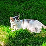 cat, white_cat, gray_cat, grass, lawn, sunlight, outdoor, animal, pet, relaxing, nature, daylight, resting, feline, mammal, greenery, peaceful, summer, shadow, calm