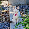 animal, cat, collar, concrete, daylight, ears, fur, garden, gray_cat, green_plants, nature, outdoor, pet, rocks, sitting, sunlight, tag, tail, whiskers, white_cat
