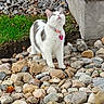 Patches is registered to the contest to win money with this photo: animal, cat, close_up, collar, concrete_wall, curious, daylight, grass, gray_spots, ground, heart_tag, looking_up, nature, outdoor, pebbles, pet, pink_collar, rocks, small_rocks, white_cat