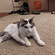 Patches is registered to the contest to win money with this photo: cat, indoor, carpet, shoe_rack, shoes, cardboard_box, pet, white_cat, gray_cat, collar, floor, relaxed, animal, home, furniture, domestic, laying_down, cute, alert, living_room