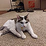 cat, indoor, carpet, shoe_rack, shoes, cardboard_box, pet, white_cat, gray_cat, collar, floor, relaxed, animal, home, furniture, domestic, laying_down, cute, alert, living_room