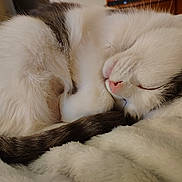 Patches is registered to the contest to win money with this photo: cat, sleeping, fluffy, white, gray, fur, nose, close_up, cozy, blanket, pet, animal, resting, cute, domestic, soft, tail, indoor, peaceful, curled_up
