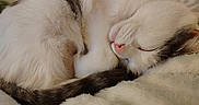 Patches is registered to the contest to win money with this photo: animal, blanket, cat, close_up, cozy, curled_up, cute, domestic, fluffy, fur, gray, indoor, nose, peaceful, pet, resting, sleeping, soft, tail, white