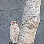Patches joined the competition — help win amazing prizes! cat, tree_trunk, bark, sitting, collar, bell, white_fur, gray_markings, whiskers, paws, perched, tail, stucco_wall, textured_background, outdoor, alert, ears, stump, vertical_composition, portrait