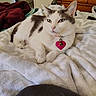 animal, bedroom, blanket, cat, collar, cozy, cute, domestic, dormroom, furniture, gray, heart_tag, indoor, pet, relaxed, resting, sleepy, soft, white, wooden_dresser