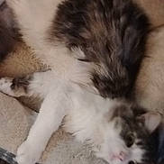 Fluffy joined the competition — help win amazing prizes! cat, fluffy, pet_bed, toy, relaxed, indoor, animal, feline, sleeping, cozy, carpet, colorful, cute, domestic, resting, fur, whiskers, paw, nose, ear