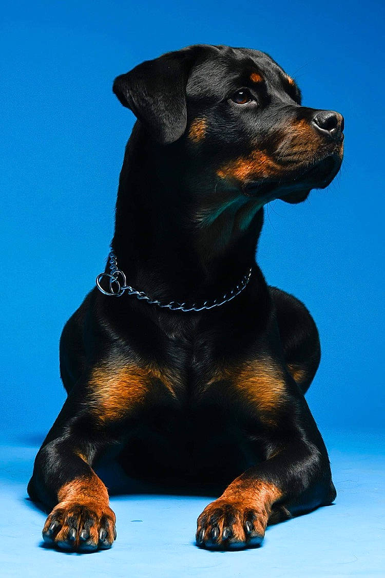 Raven participe au concours pour gagner de l'argent avec cette photo : canidae, carnivore, collar, companion_dog, dog, dog_breed, eye, fawn, head, hound, hunting_dog, liver, sporting_group, terrestrial_animal, whiskers, windshield, working_animal, working_dog