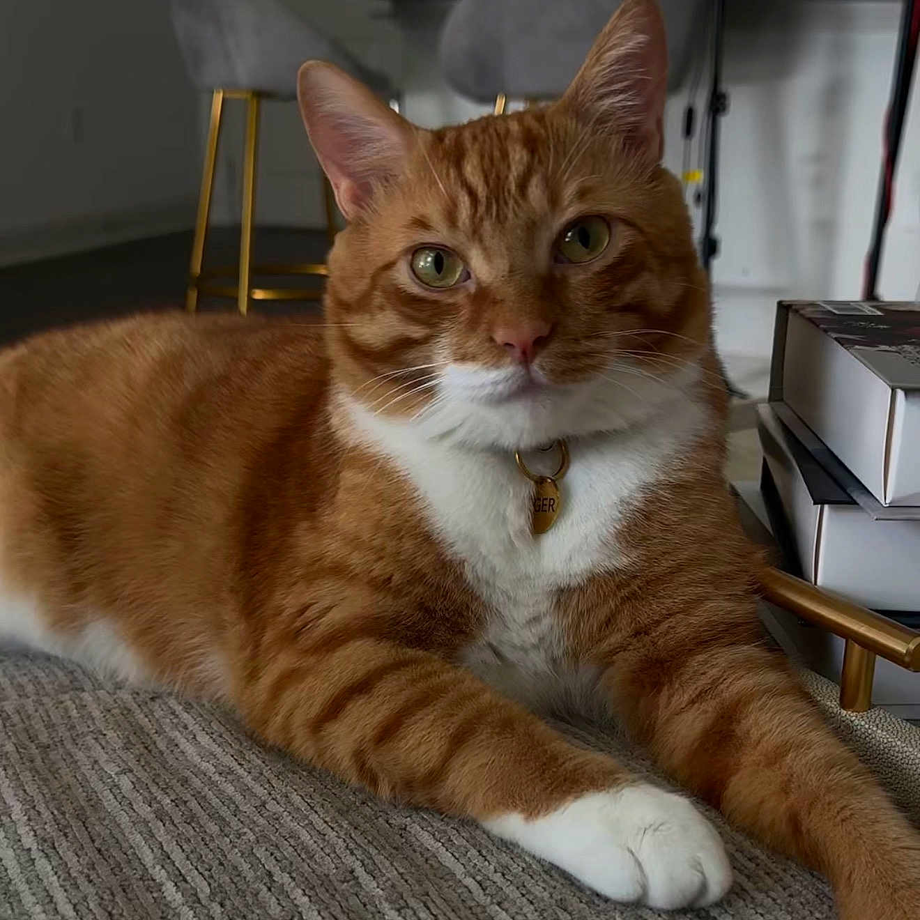 Tiger Days joined the competition — help win amazing prizes! animal, books, carpet, cat, collar, curious, feline, fur, furniture, ginger_cat, household, indoor, modern, paws, pet, portrait, relaxed, tabby, tag, whiskers