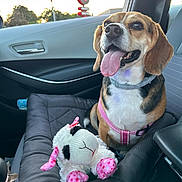 Manchitas is registered to the contest to win money with this photo: animal, beagle, car_interior, car_seat, companion, cute, dog, door_handle, happy, harness, pet, plush_toy, seat, seat_belt, stuffed_toy, sunset, tongue_out, toy_lamb, travel, window