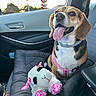 dog, beagle, pet, car_interior, seat, harness, stuffed_toy, toy_lamb, window, door_handle, sunset, tongue_out, happy, cute, animal, seat_belt, car_seat, plush_toy, travel, companion
