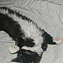 Athena participe au concours pour gagner de l'argent avec cette photo : cat, black_and_white, fluffy, pet, sleeping, relaxed, indoor, bed, quilt, paws, whiskers, feline, cute, fur, animal, cozy, resting, domestic, companion, soft