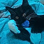 cat, black_and_white, kitten, whiskers, yellow_eyes, blue_ball, bed, blanket, cozy, indoor, pet, fur, cute, playful, resting, close_up, animal, domestic_cat, relaxing, soft