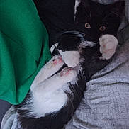 Athena participe au concours pour gagner de l'argent avec cette photo : kitten, cat, black_and_white, paws, pink_pads, blanket, person, leg, shorts, green, gray, cozy, indoor, cute, pet, feline, whiskers, relaxed, playing, resting