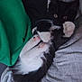 kitten, cat, black_and_white, paws, pink_pads, blanket, person, leg, shorts, green, gray, cozy, indoor, cute, pet, feline, whiskers, relaxed, playing, resting