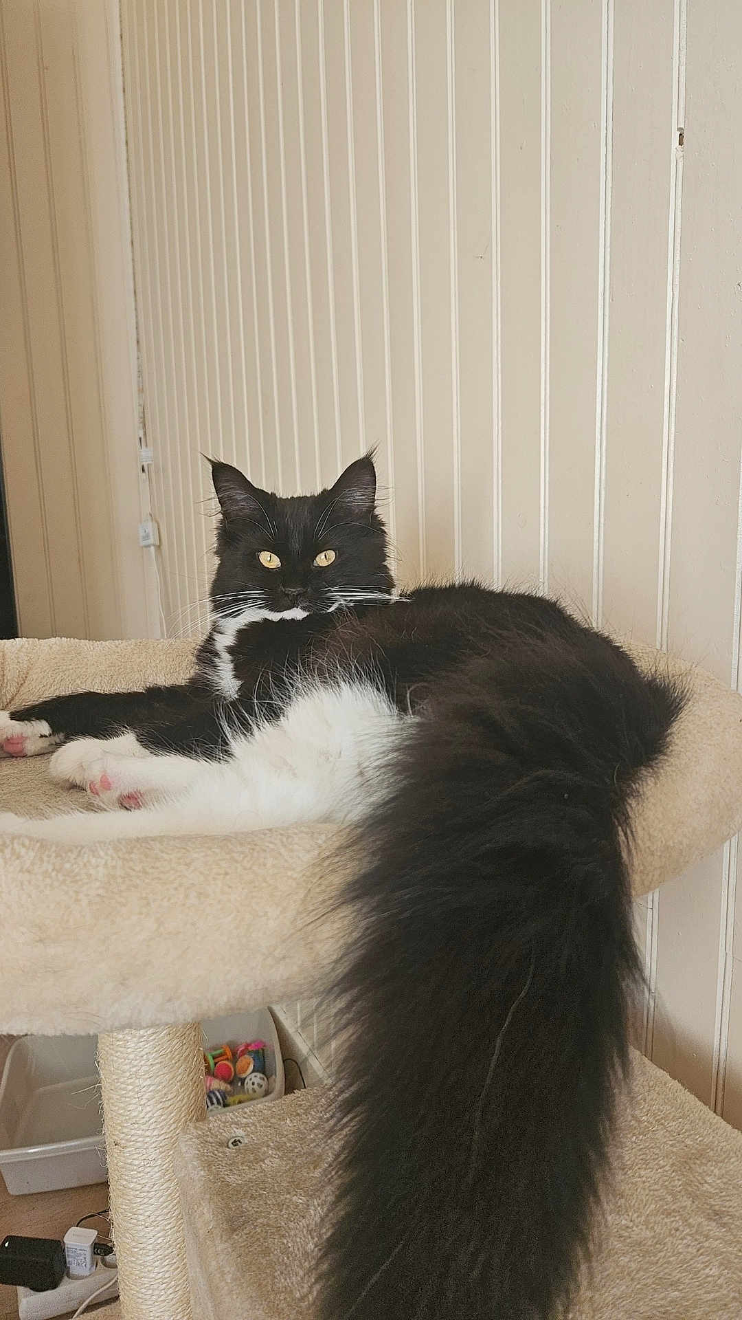 Athena participe au concours pour gagner de l'argent avec cette photo : cat, black_and_white, fluffy, long_tail, cat_tree, indoor, pet, feline, relaxed, yellow_eyes, whiskers, fur, cozy, toys, scratching_post, home, resting, animal, cute, portrait