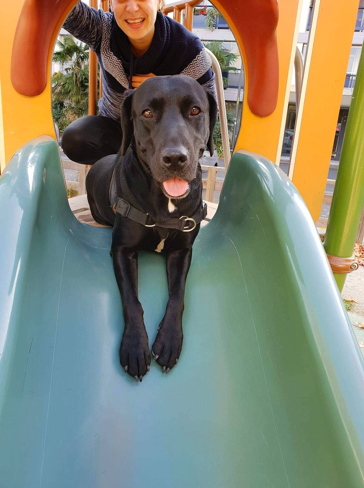 Sanka a rejoint le concours — aidez-le/la à gagner de superbes lots ! dog, dog_breed, dog_like_mammal, guard_dog, joy, labrador_retriever, person, snout, sporting_group