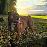 Olga participe au concours pour gagner de l'argent avec cette photo : dog, bulldog, animal, outdoor, nature, forest, moss, stone, sunset, sky, clouds, greenery, leaves, tongue_out, pet, canine, happy, alert, standing, daylight