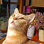 cat, close_up, indoor, pet, whiskers, curious, golden_eyes, flower_vase, purple_flowers, wooden_window, cozy, domestic, feline, portrait, table, plant, houseplant, warm_lighting, looking_up, fur