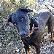 Ukko participe au concours pour gagner de l'argent avec cette photo : animal, black_dog, canine, collar, curious, daylight, dog, ears, fur, grass, landscape, mammal, nature, outdoor, pet, plants, rocky_terrain, snout, standing, wildlife