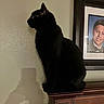 animal, black_cat, cat, decor, domestic_cat, framed_portrait, furniture, home_interior, indoor, mystery, pet, photograph, portrait, quiet, shadow, sitting, smiling_person, still_life, wall, wooden_cabinet